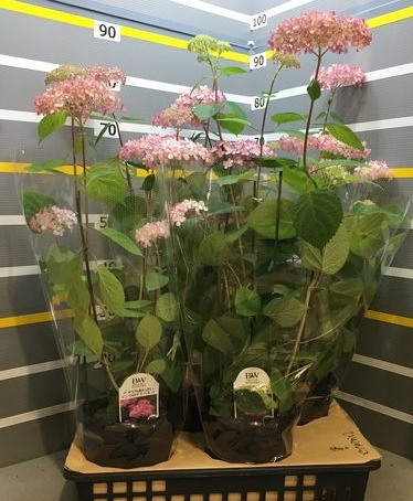 アナベルページ アジサイ（アメリカ）：アナベル ミニ モーベット5号鉢植え の