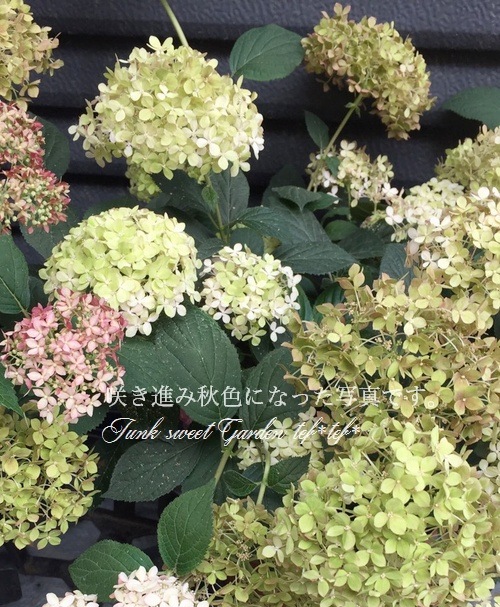 アナベルページ 紫陽花アナベル 『ピンクアナベル2』 NCHA2 【枝少なめ20%off