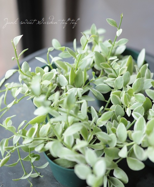 ������ǥ������ǥ������٥󥬥�󥷥����إ�����ɥͥå��쥹��