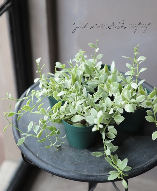 ������ǥ������ǥ������٥󥬥�󥷥����إ�����ɥͥå��쥹��