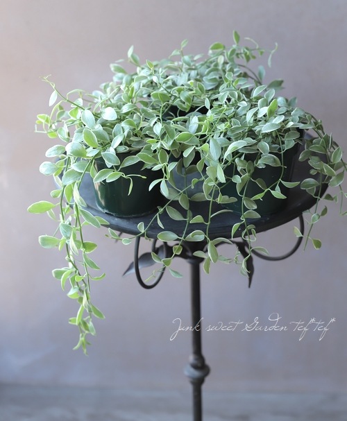 ������ǥ������ǥ������٥󥬥�󥷥����إ�����ɥͥå��쥹��