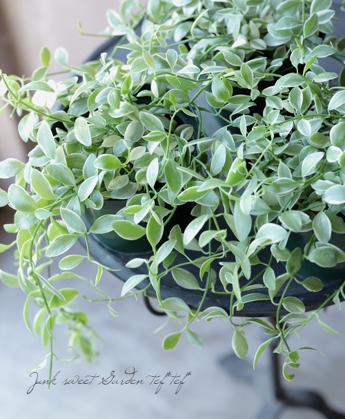 ������ǥ������ǥ������٥󥬥�󥷥����إ�����ɥͥå��쥹��