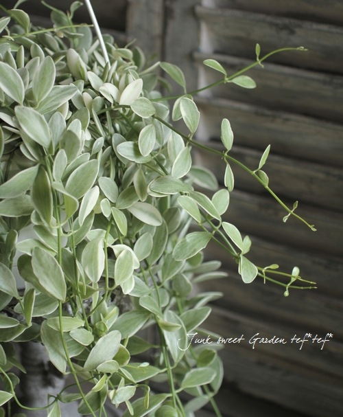 ������ǥ������ǥ������٥󥬥�󥷥����إ�����ɥͥå��쥹��