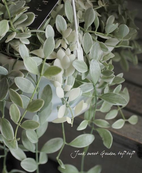 ������ǥ������ǥ������٥󥬥�󥷥����إ�����ɥͥå��쥹��