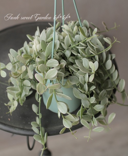 ������ǥ������ǥ������٥󥬥�󥷥����إ�����ɥͥå��쥹��