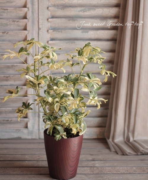 シェフレラ　ジェニーネ シェフレラ・ジェニーネ】（鉢付き）観葉植物の通販サイト – hanna