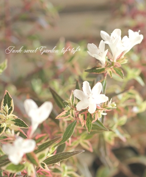 ���٥ꥢ���إ���ե��åƥ���