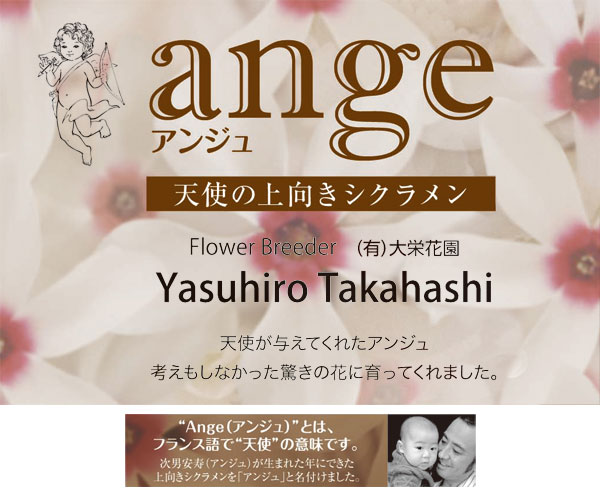 上を向いて咲く Br 新品種シクラメン Br アンジュ すべての商品 Junk Sweet Garden Tef Tef