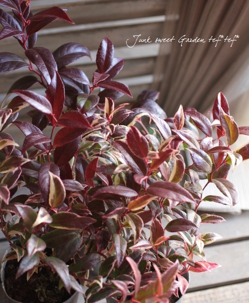 <i>Leucothoe axillaris</i><BR><BR>���������Υ���ʥ�ƥ�<BR>�إȥꥫ�顼��