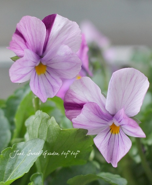 ビオラ i>Luxury Selection</i><BR><BR>零れ咲きのDNAを持つ！ビオラ<BR>motta