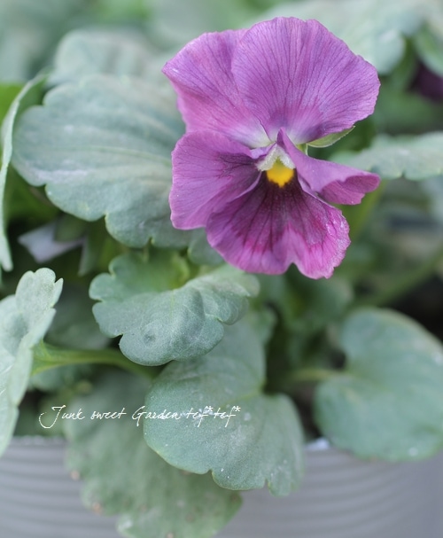 ね*し様 最終値下げ！ビオラ　チェコ1980年製Antonio Frosli ラ 楽天市場】【1952年製作ビオラ】 チェコ製16インチ(40.5cm) ヴィオラ