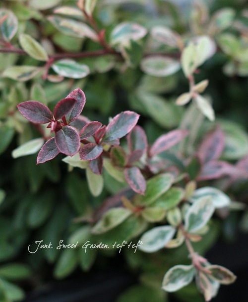 �ԥ饫�󥵡��إϡ��졼��������١�