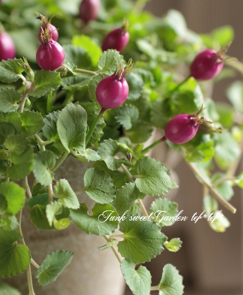 �إѡ��ץ륯���٥꡼��