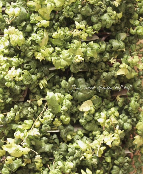 �����ݤ���Υإǥ顡�ؤ⤳�⤳��