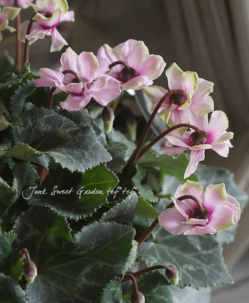 Ȭ�ź餭�����ǥ󥷥������褬���꡼�󡪡إ��꡼��ƥ������