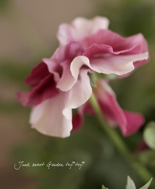 Ȭ�ź餭�ӥ���<BR>�إ��奨�ꥢ��4���ż��ݥå�