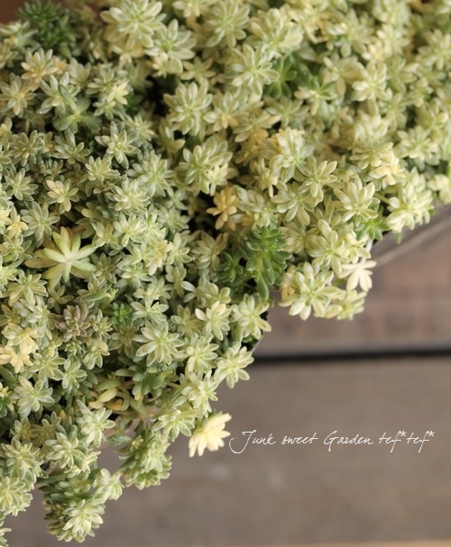 <i>Sedum</i><BR><BR>���ä��㤤�������դä�<BR>������ �إߥ륯��������