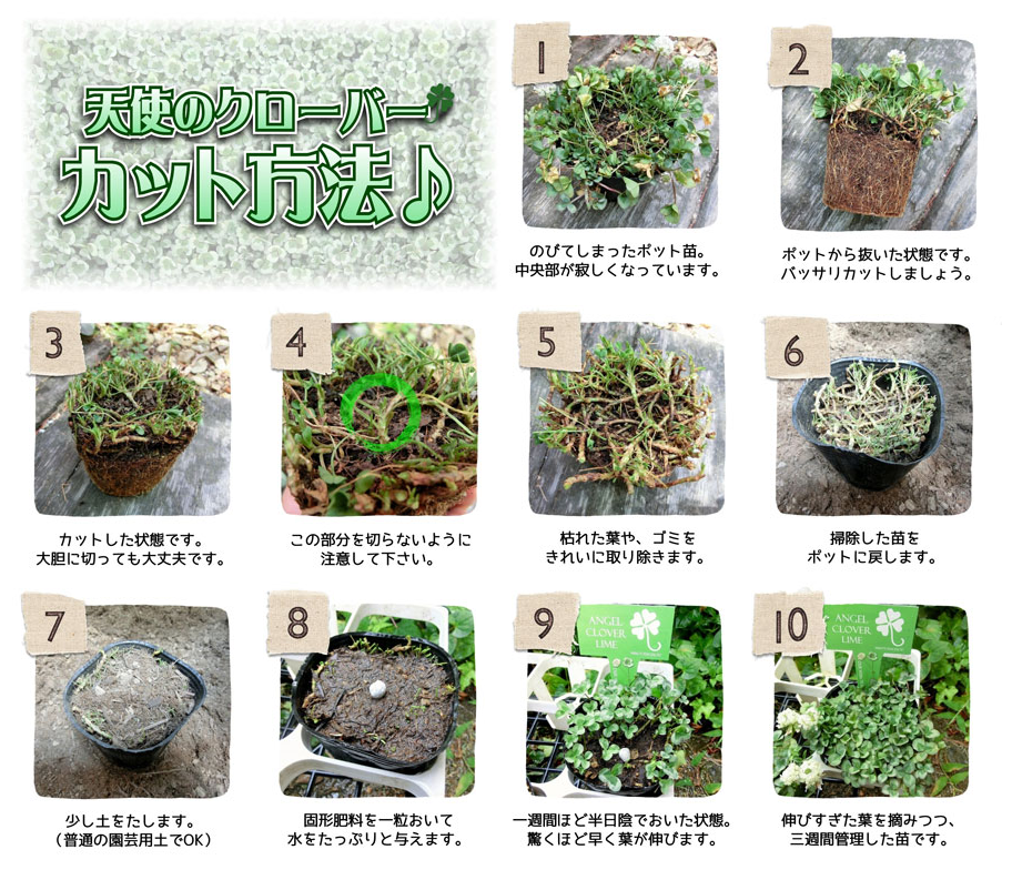 みもと園芸オリジナル 白花クローバー 天使の羽 オニキス すべての商品 Junk Sweet Garden Tef Tef