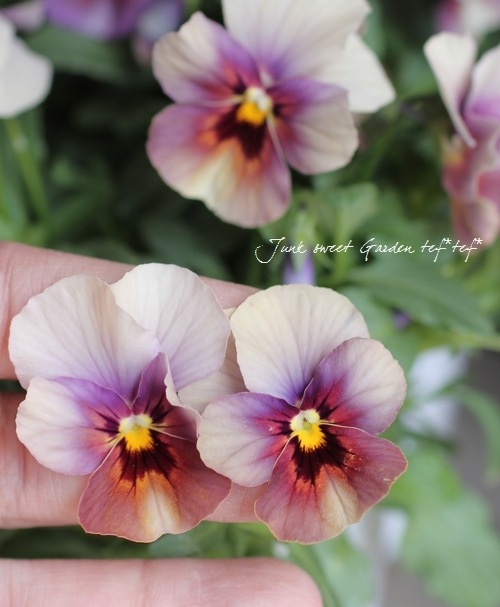 ���ӥ��顦��⤫���꡼�����ؤ֤ɤ���