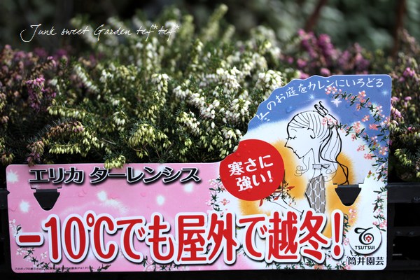 �ޥ��ʥ�10�٤ޤ�OK�����ꥫ<BR>�إ�����󥷥������