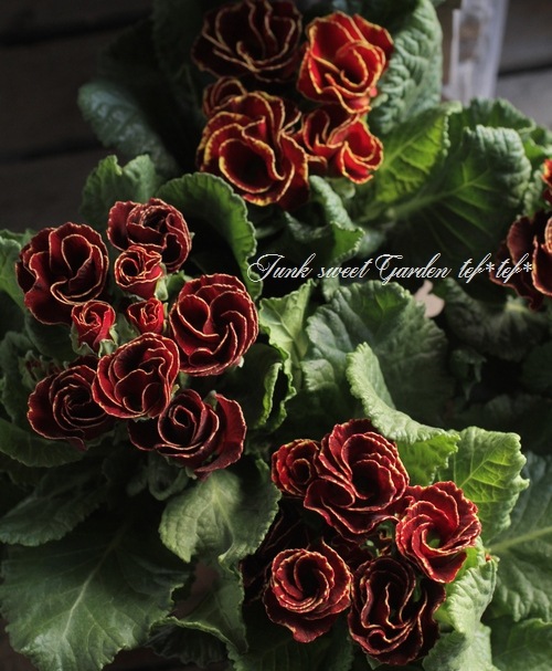 <i>Primula juriana hybrid</i><BR><BR>�ץ��顦�ϥ��֥�å�<BR>���֥�󥬿���