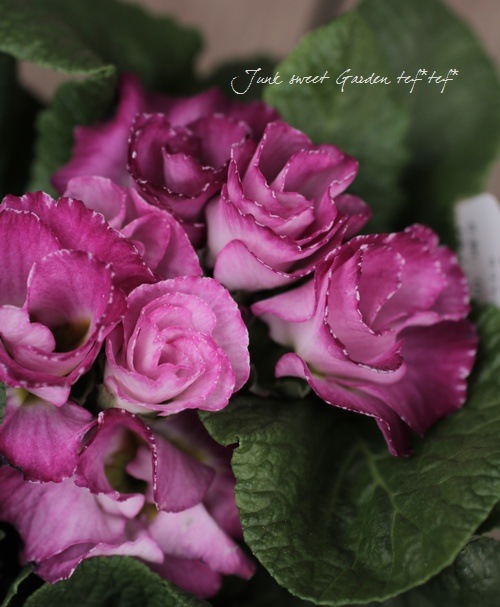 �ץ��顦�ϥ��֥�å�<BR>�إѥ��ƥ륫�顼��<BR>3.�ݥå�