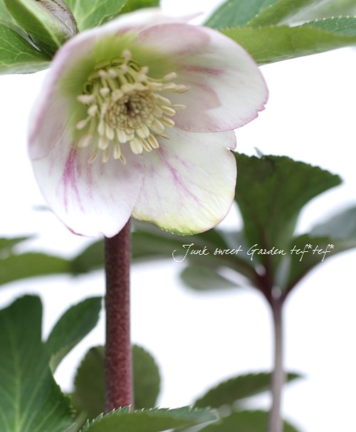 【大和園】クリスマローズ　パステリッシュストレイン株分け 株分け クリスマスローズ パステリッシュストレイン 大和園 ① 株分け