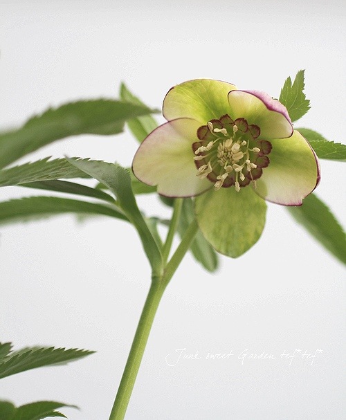 大和園・佐藤さん作出<BR>クリスマスローズ・開花株！5号鉢<BR>『グリ