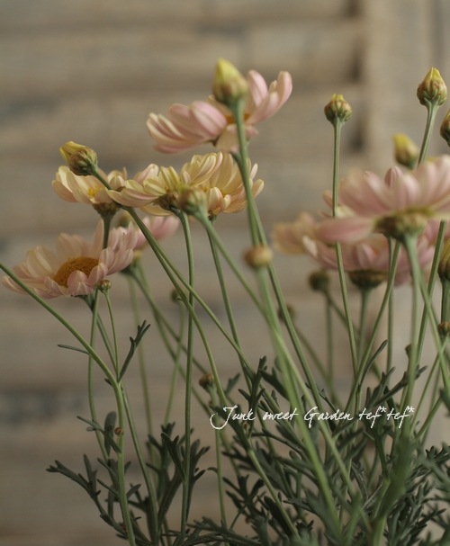 <i>Argyranthemum frutescens����Spring Bouquet��</i><BR><BR>���Ѥ�ꤹ��ޡ�����åȡ�<BR>�إ��ץ�󥰥֡�����