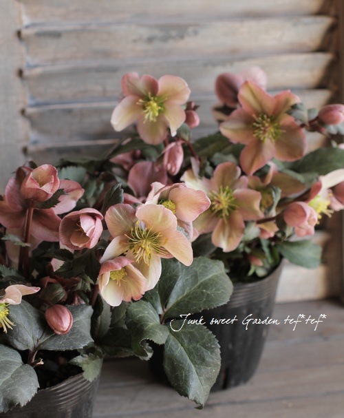 シックなピンク色 クリスマスローズ 『ピロエット』 | すべての商品