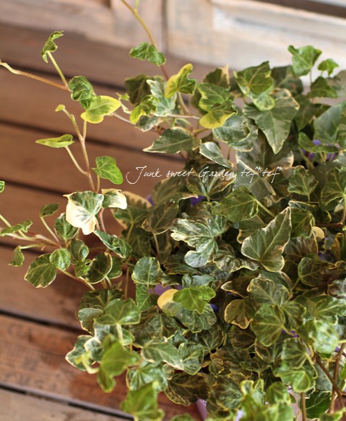 *Hedera helix*<BR><BR>�����ݤ���ο��ʼ<BR>�إǥ顡��Ĭ�ι��