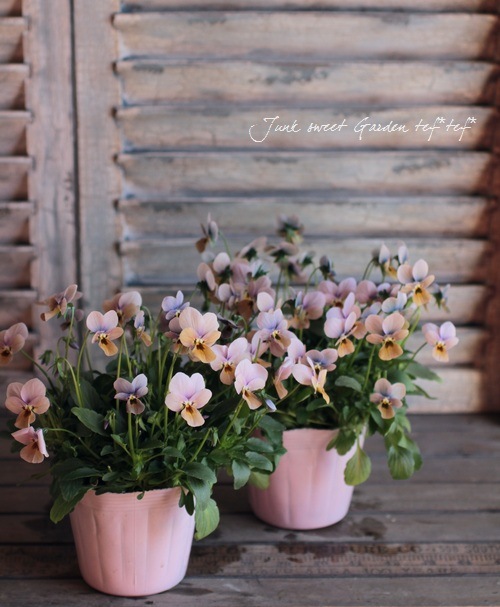 ֥餵Υꥸʥӥ顡ߥƥꥢ꡼إޥꥢ