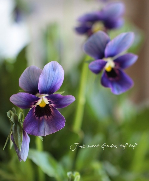 ゲブラさんのオリジナルビオラ ミステリアスシリーズ 『ルイザ