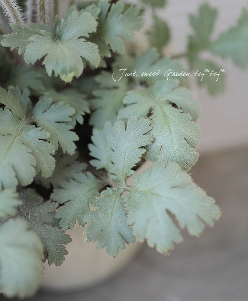 <i>Primula filchnera</i><BR><BR>Ť̷Ϲ<BR>⥹꡼ΥС꡼<BR>ץإե륯ͥ饨