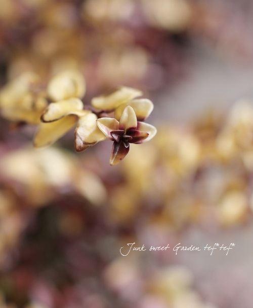 Lonicera nitida<BR>��Baggesen's Gold��<BR><BR>�Ѵ��������ڥ��˥��顦�˥���<BR>�إХ��å��󥹡�������ɡ�