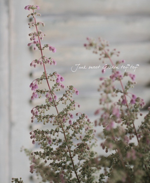Erica <BR>chamissonis<BR><BR>���ꥫ �إ���ߥ��˥���