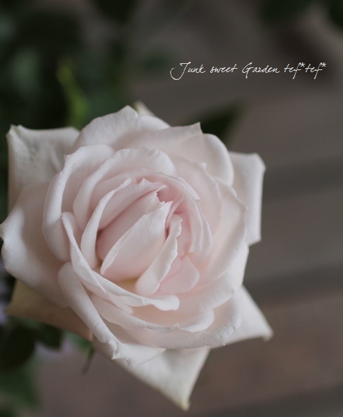 ���¥������ο��ʼ�ߥ˥Х� �إ����ࡼ��١�����