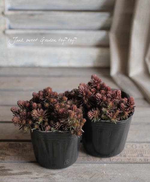 多肉植物】 セダム 『チョコレートボール』 | すべての商品 | | Junk