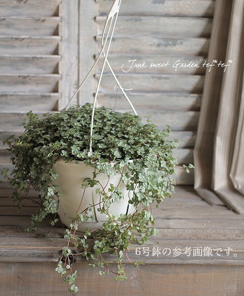 Pilea ��Glauca Greizy��<BR><BR>�ߤ�ȭ������ԥ쥢<BR>�إ��饦�����쥤������