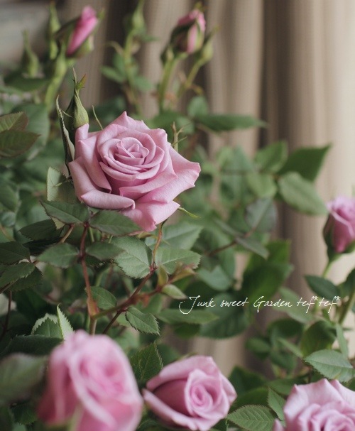 ❇️まぁるいコロン⭐️ミニバラ❣️短め Rosa.Min<BR> ”Purple Mint”<BR><BR>ミニバラ 『パープルミント