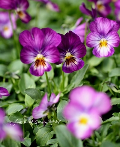 ラベンダー様 スタンダードカーネーション ラベンダー: プリザーブドフラワー