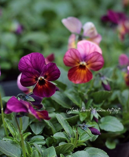 ビオラ ビビシリーズ<BR>『プラムアンティーク』<BR>3.5寸苗 | すべて