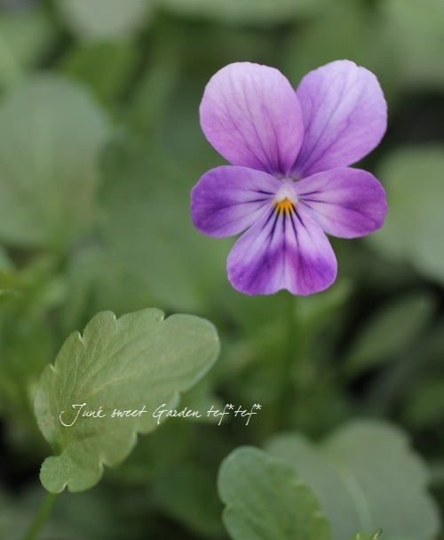 ビオラ i>Viola×wittrockiana </i><BR><BR>ビオラ ビビシリーズ<BR>『プラム