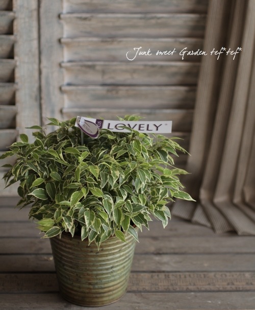 Ficus benjamina<BR><BR>����������ƥꥢ���꡼��<BR>�ơ��֥륵�����Υ٥󥸥�ߥ�<BR>�إ�֥꡼��