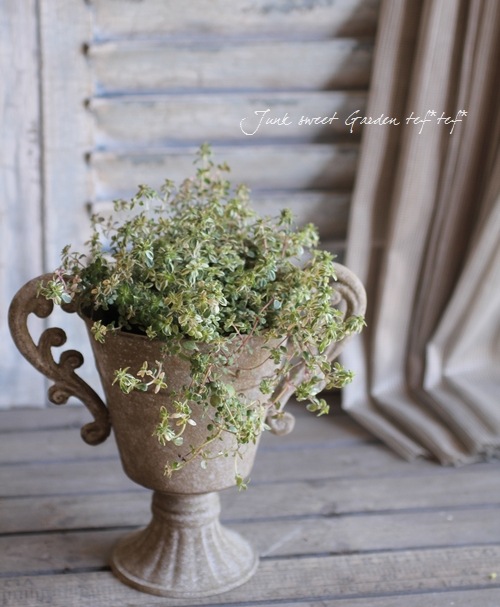 ܤΥࡪꡡذ˿᥸㥳