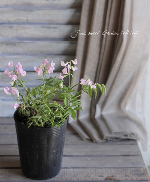 <i>Perennial sweet pea</i><BR><BR>�������ɺ������ȥԡ�<BR>�إ饷�饹���ԥ󥯡�