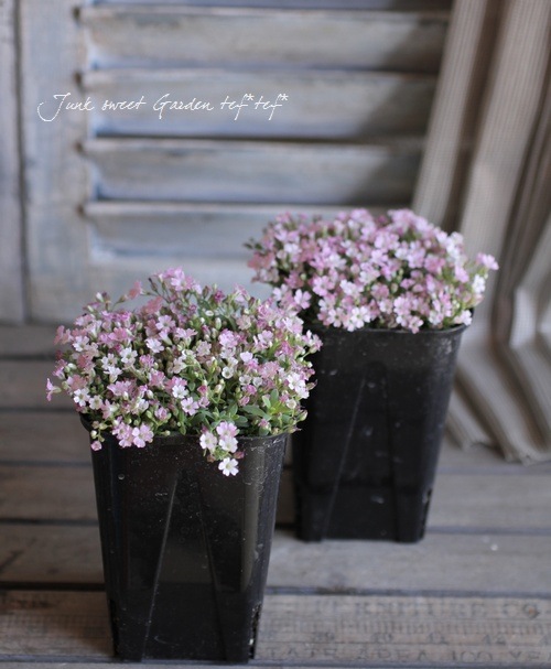 Gypsophila<BR><BR>Ѵνɺ<BR>ɺߥ<BR>إϥԥͥԥ󥯡