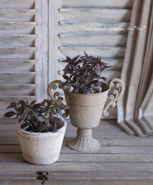 Antirrhinum majus<BR><BR>��߷������Υ��󥮥祽��<BR>�إ֥��󥺡�