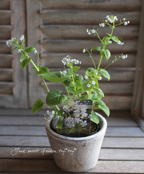 Brunnera macrophylla<BR>��Jennifer��<BR><BR>�����Ǥ��ĥ֥��ͥ�<BR>�إ����˥ե�����