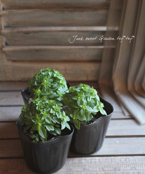 Ocimum Basilicum Br Br 白いお花もかわいい Br ブッシュバジル Br アフログリーン すべての商品 Junk Sweet Garden Tef Tef Ocimum Basilicum Br Br 白いお花もかわいい Br ブッシュバジル Br アフログリーン すべての商品 Junk Sweet Garden Tef Tef